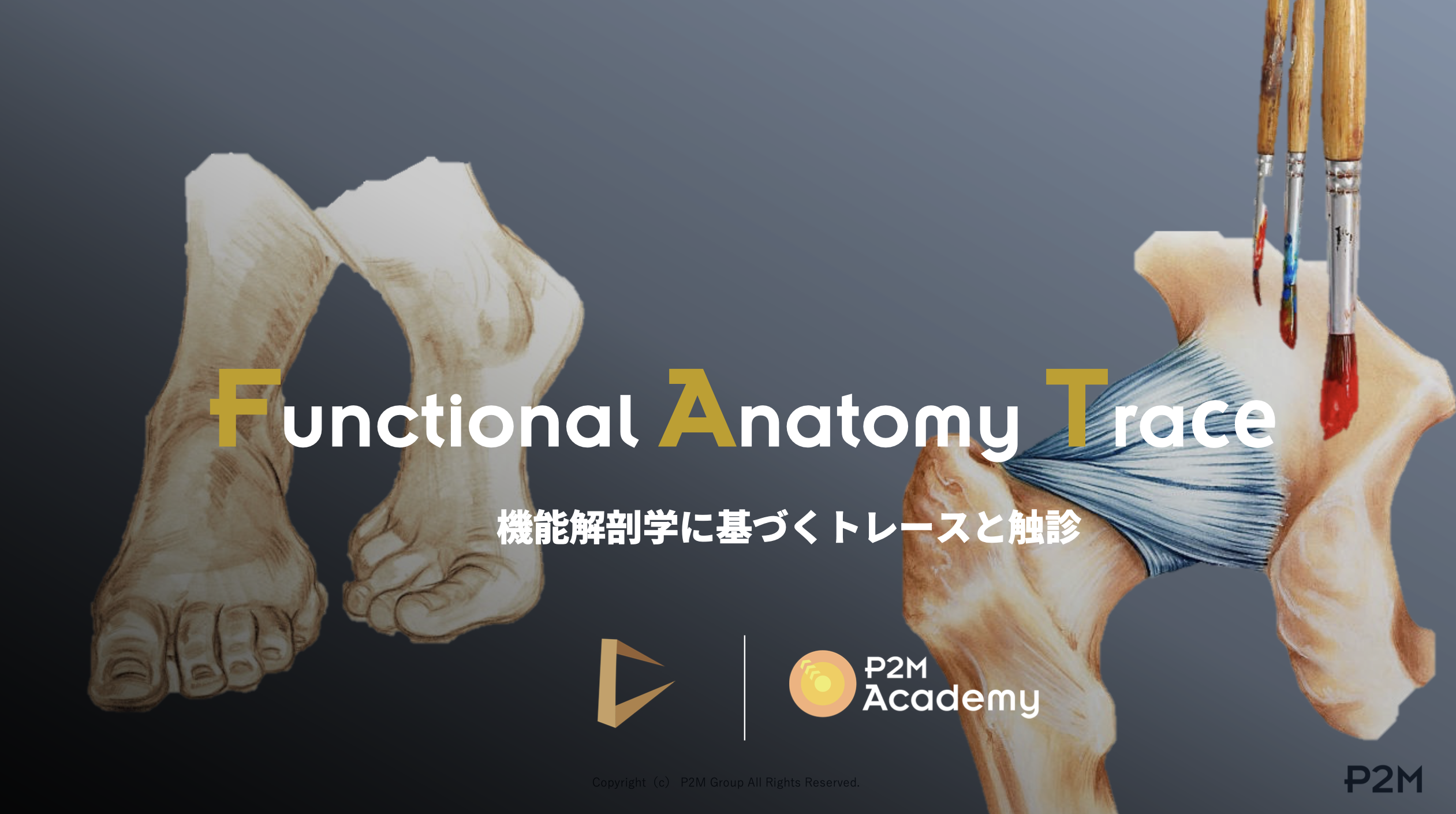 FAT -Functional Anatomy Trace- 機能解剖学に基づくトレースと触診